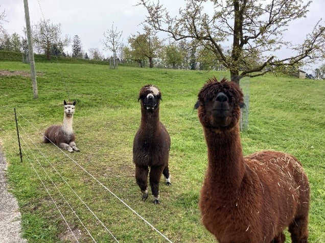 Alpakapicknick