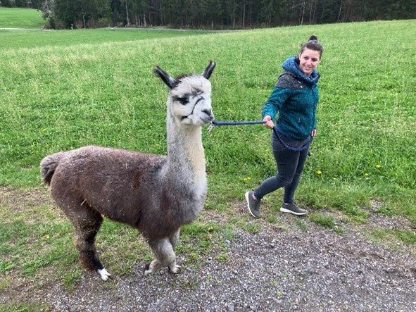 Alpakatrekking