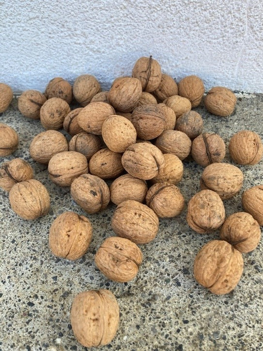 Baumnüsse ungeknackt